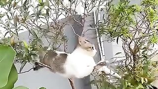 Cat Looking at Mirror