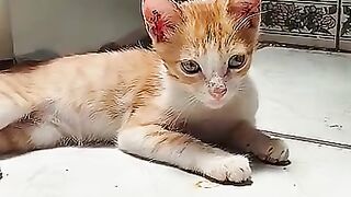 nachito the cat