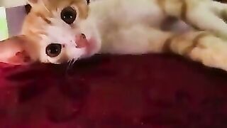 nachito