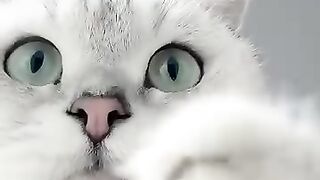Cat Eating Chicken