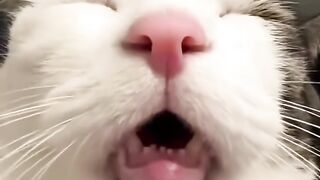 High Jumping Cat 2