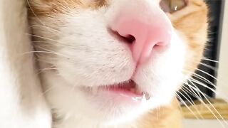 Kitten Crying