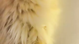 Cat Grooming Friend
