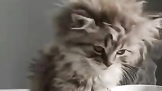 Cat in a Basket