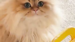 Angry Cat Growling