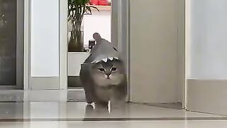 Fluffy Cat Running