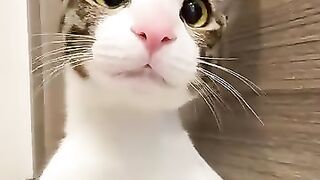 Cat Running Outside