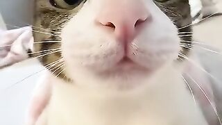 Cat Begging for Food