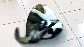 😹 Funny Cat Moments – Cute, Silly, and Hilarious!