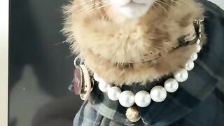 Cat Meeting a Bird