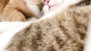 Cat Waking Up