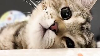 Cat Hiding in Closet