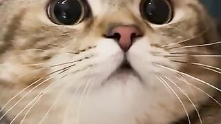 Cat Yawning Wide
