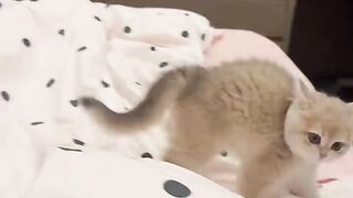 Cat Playing in Rain