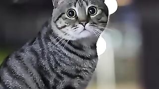 Cat Catching a Mouse