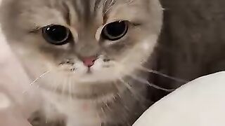 Cat with a Tie