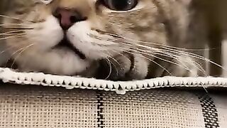Cat Refusing Bath
