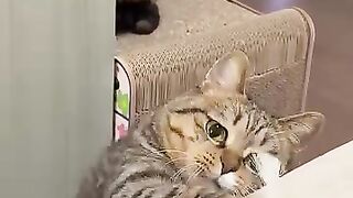 Cat Climbing Curtains