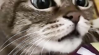 Cat Meowing for Owner