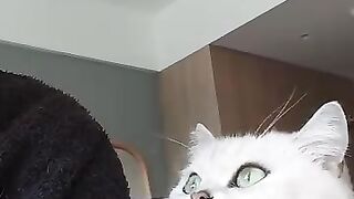 Cat Stealing Socks
