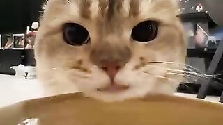 Cat Playing with String