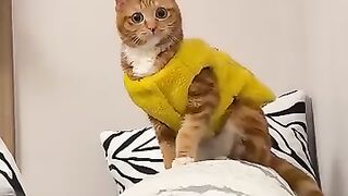 Cat Sleeping in Bed