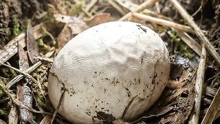 Amazing Bird Egg Hatching Time Lapse 🐣 | From Egg to Baby Bird