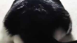 Cat Nursing Kittens