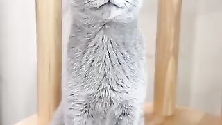 Cat Playing in Leaves