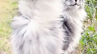 Cat Chattering