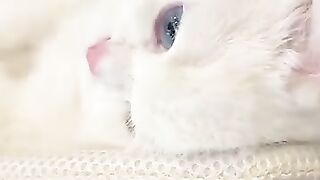 Cat Sitting on Paper