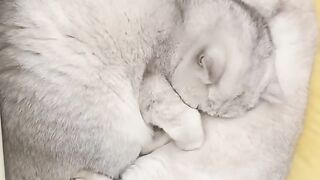 Cat Fighting a Shadow