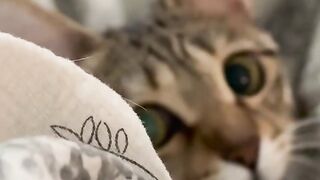 Cat Sleeping in Bowl