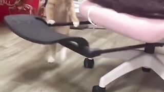 Cat Being Majestic