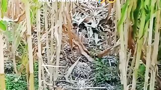 PEREMPELAN DAUN JAGUNG