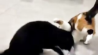 Grumpy Cat Waking Up