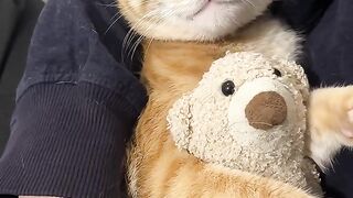 Cat Staring at Fish Tank