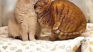 Fluffy Cat Sleeping