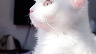 Cat Drinking from Faucet