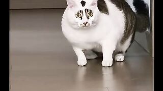 Kitten Playing with Ball