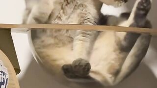 Cat Sleeping on Laptop