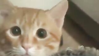 Curious Cat and Frog