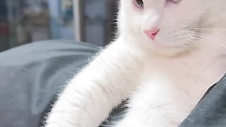Cat Scratching Carpet