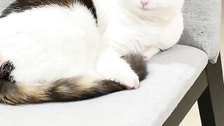 Cat Running up Stairs