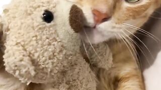 Cat Begging for Chicken