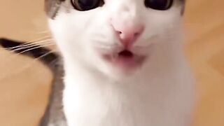 Cat Meeting a Turtle
