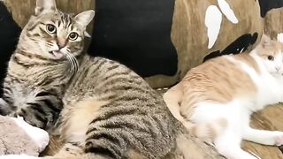 Cat Falling off Bed