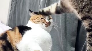 Cat Catching a Fly