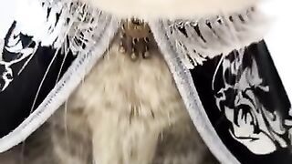 Cat wearing a Bowtie