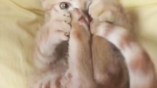 Cat Hating the Rain
